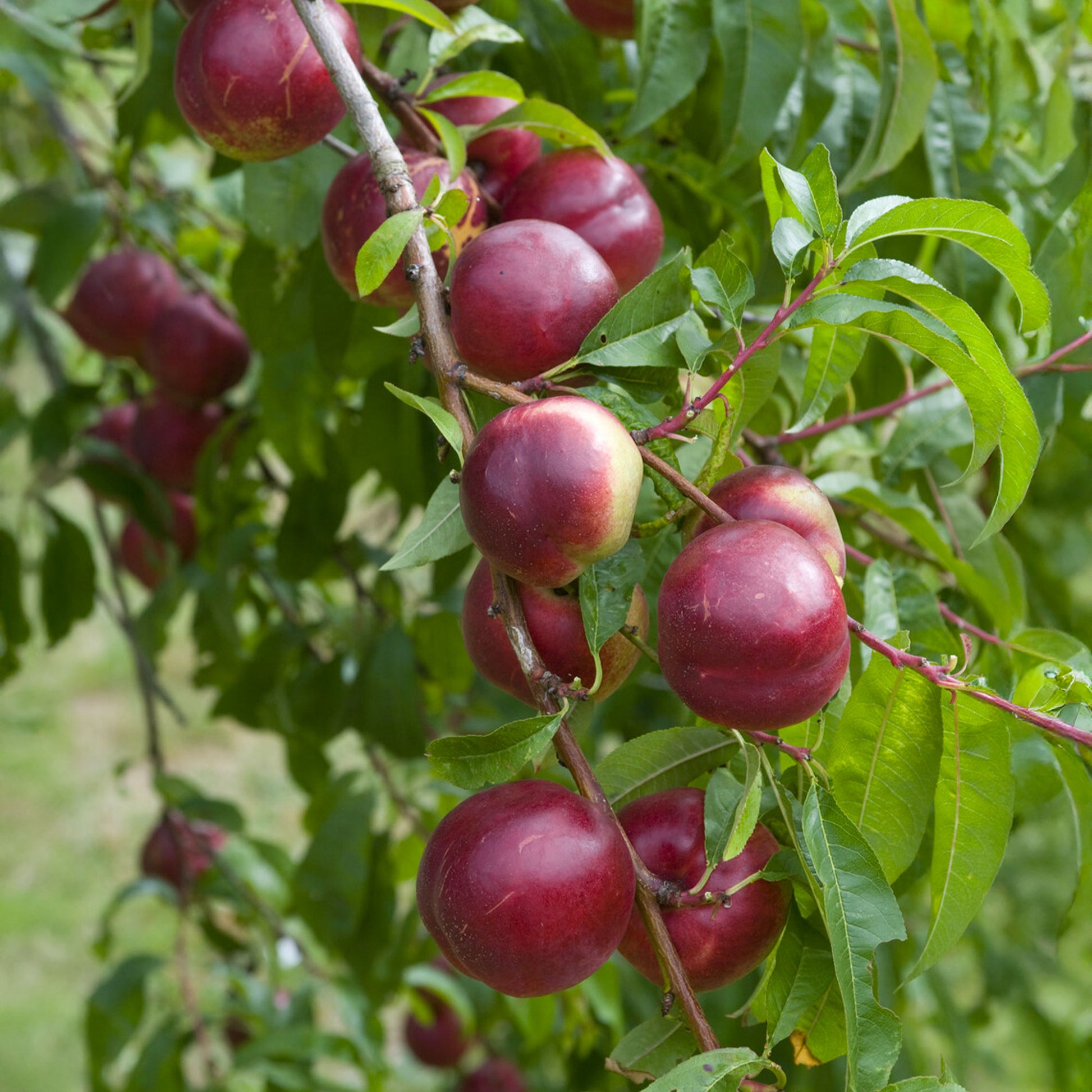 Nectarinier Nectared - Prunus persica Nectared - Bakker