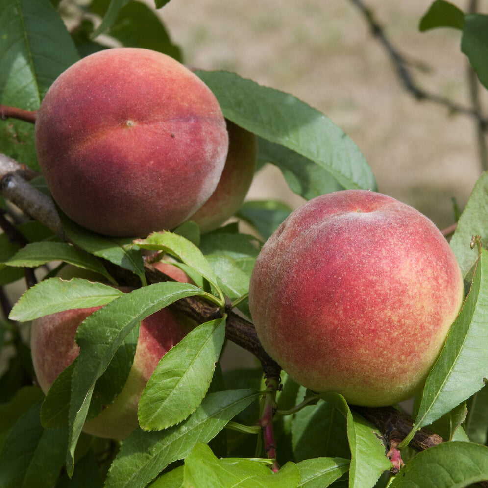 Vente Pêcher Amsden - Prunus persica Amsden