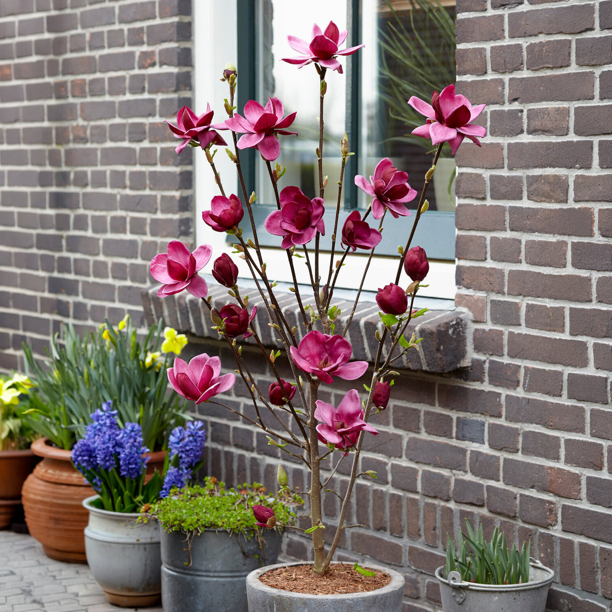 Magnolia Genie - Magnolia Genie - Bakker