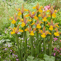 10 Iris de Hollande Bronze Perfection - Bakker
