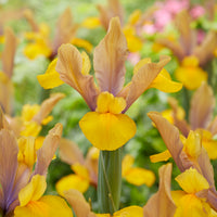 10 Iris de Hollande Bronze Perfection - Iris hollandica bronze perfection - Bakker