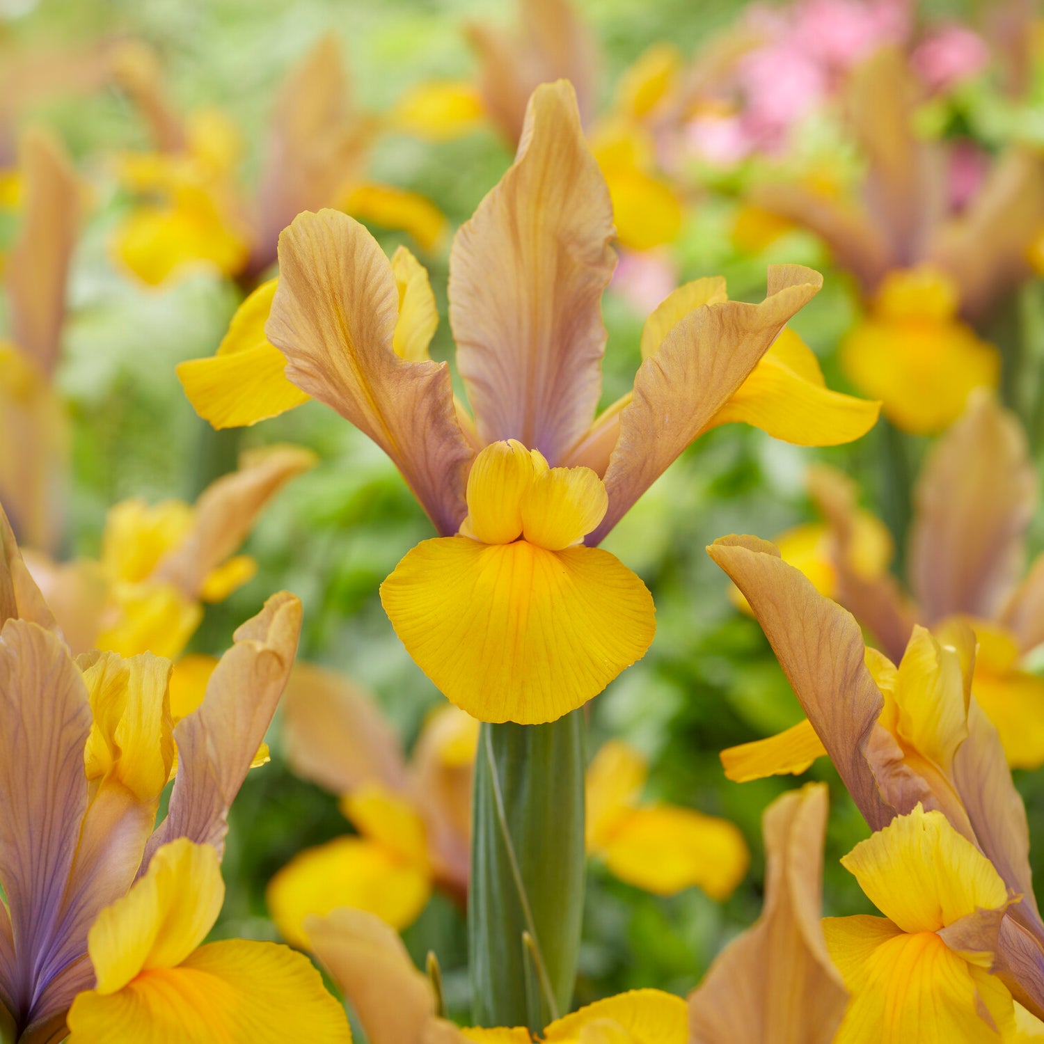 10 Iris de Hollande Bronze Perfection - Iris hollandica bronze perfection - Bakker