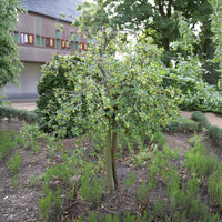 Groseillier à maquereau blanc sur tige - Ribes uva-crispa Hinnonmäki Grün - Bakker