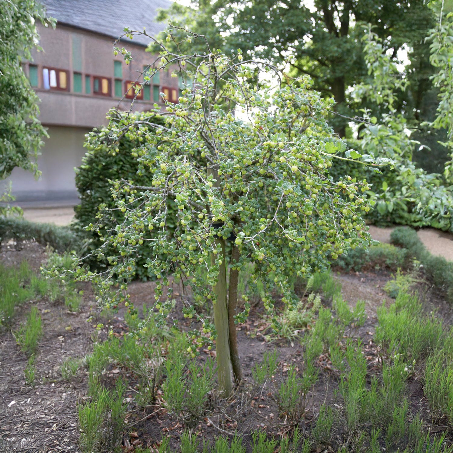 Groseillier à maquereau blanc sur tige - Ribes uva-crispa Hinnonmäki Grün - Bakker