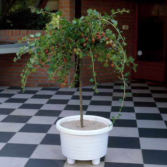 Groseillier à maquereau rouge sur tige - Bakker