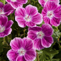 Vente Géranium vivace sanguin Elke - Geranium sanguineum Elke