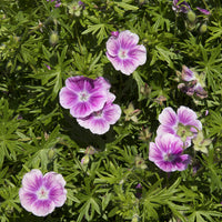 Géranium vivace sanguin Elke - Geranium sanguineum Elke - Bakker