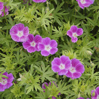 Geranium sanguineum Elke - Géranium vivace sanguin Elke - Géraniums
