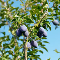 Prunier Président - Prunus domestica Président - Bakker