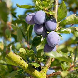 Prunier Président - Bakker