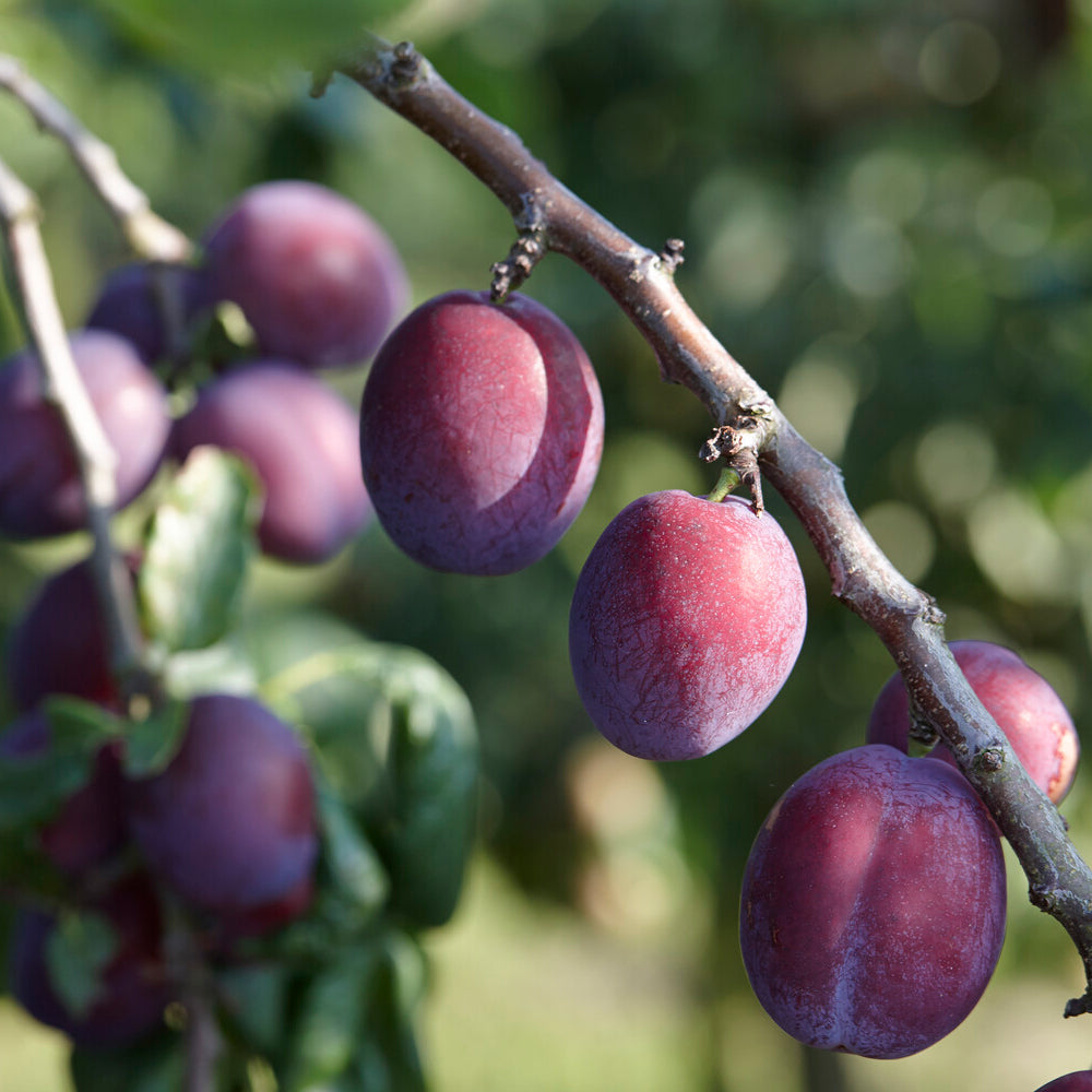 Prune Reine Claude d'Althan - Prunus domestica Reine Claude d'Althan - Bakker