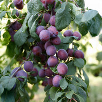 Prunus domestica Reine Claude d'Althan - Prune Reine Claude d'Althan - Pruniers