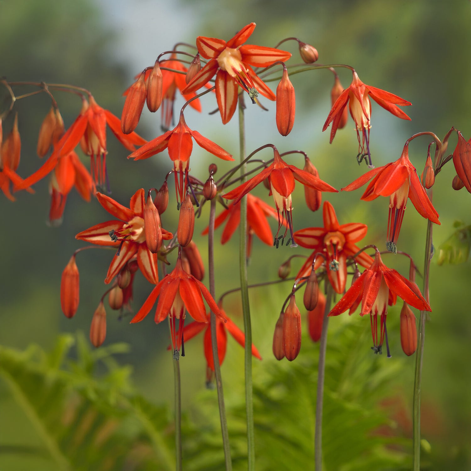 5 Corail du Mexique - Bessera elegans - Bakker