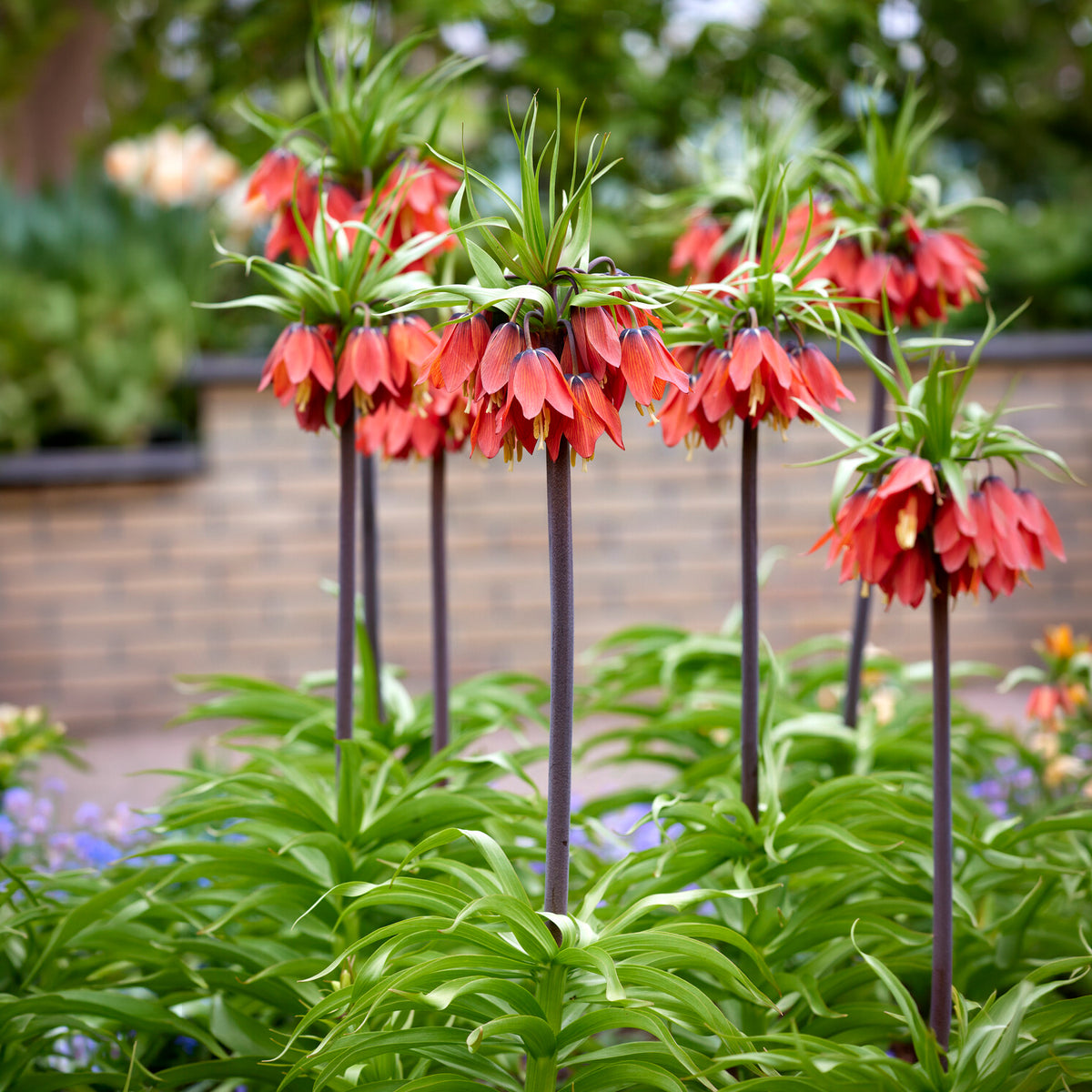 Couronne impériale rouge - Fritillaria imperialis rubra - Bakker