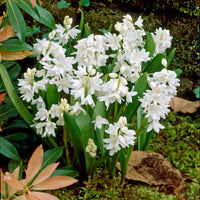 Bulbes de printemps - 20 Puschkinia blancs - Puschkinia libanotica alba