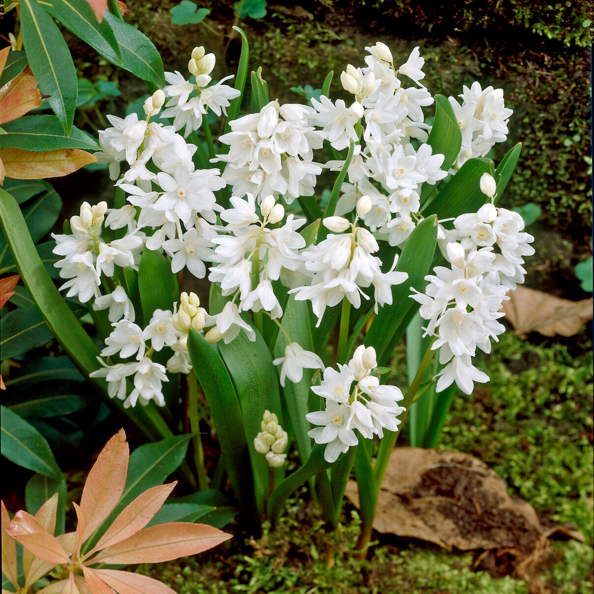 Bulbes de printemps - 20 Puschkinia blancs - Puschkinia libanotica alba