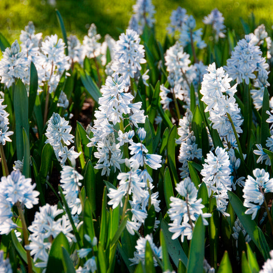 20 Puschkinia blancs - Bakker
