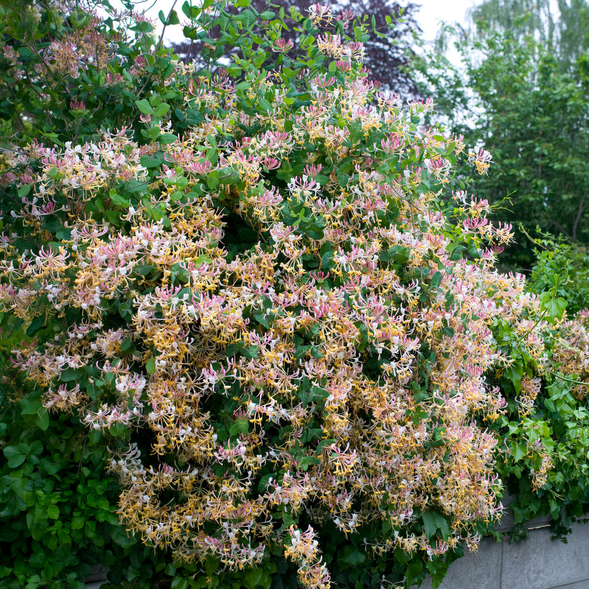 Chèvrefeuille des bois Serotina - Lonicera periclymenum serotina - Bakker