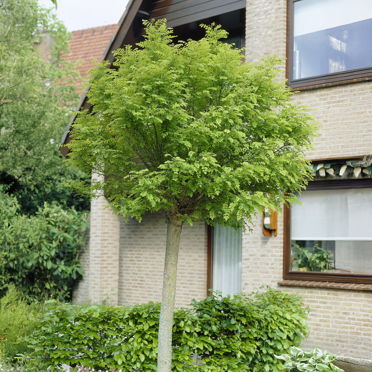 Acacia boule sur tige - Bakker