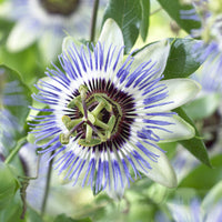 Passiflore Clear Sky - Bakker