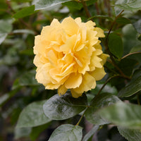 Rosa bahama ® intercomham - Rosier des îles Bahama ® Intercomham - Rosiers parfumés