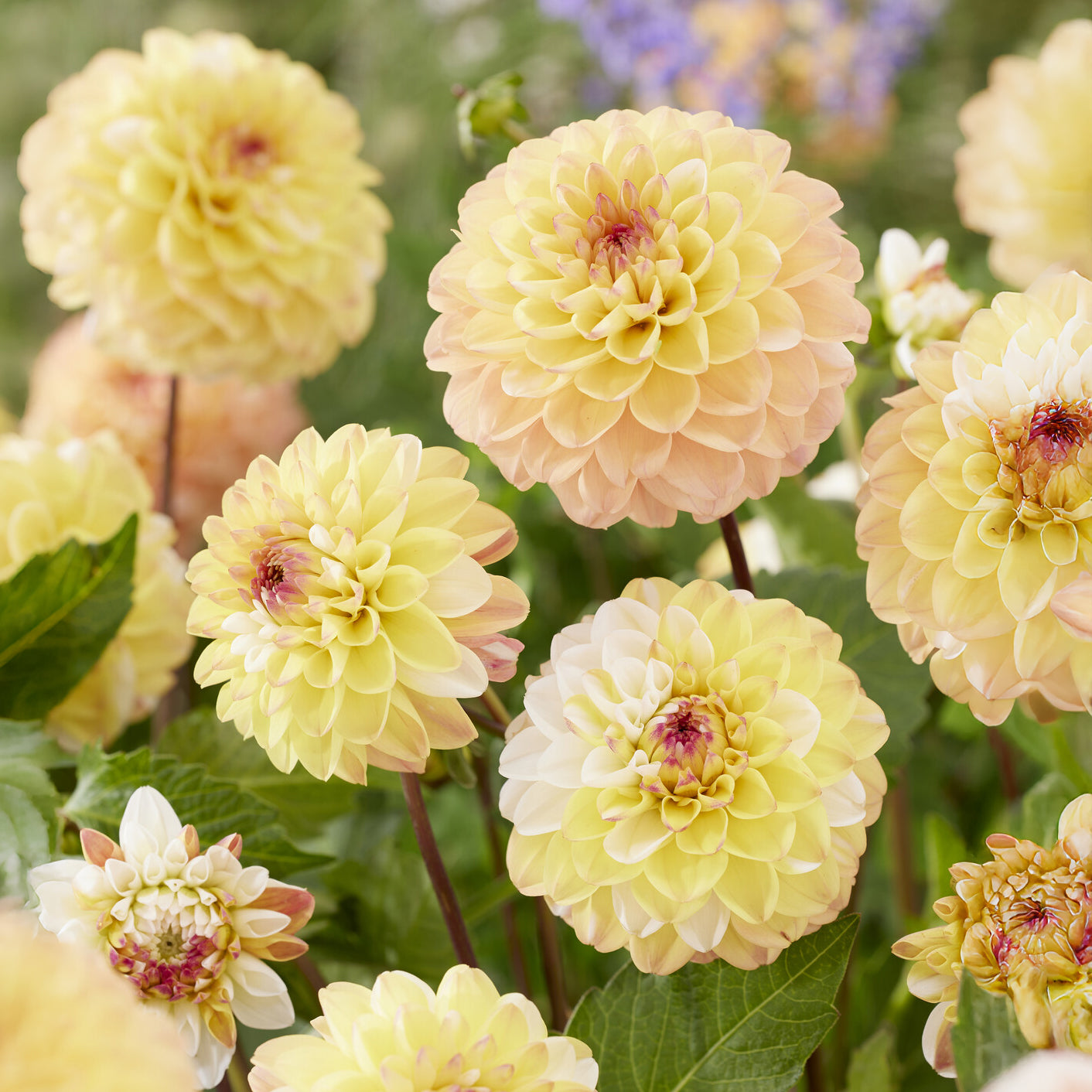  - 3 Dahlias pompon Double Jill - Dahlia double jill