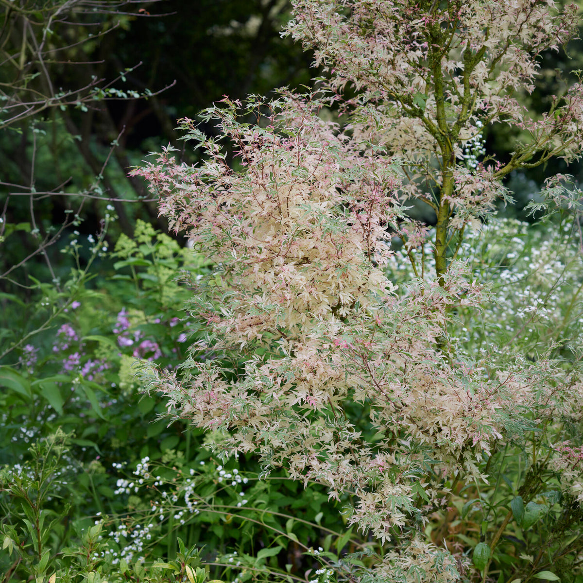 Erable Taylor - Acer palmatum Taylor - Bakker