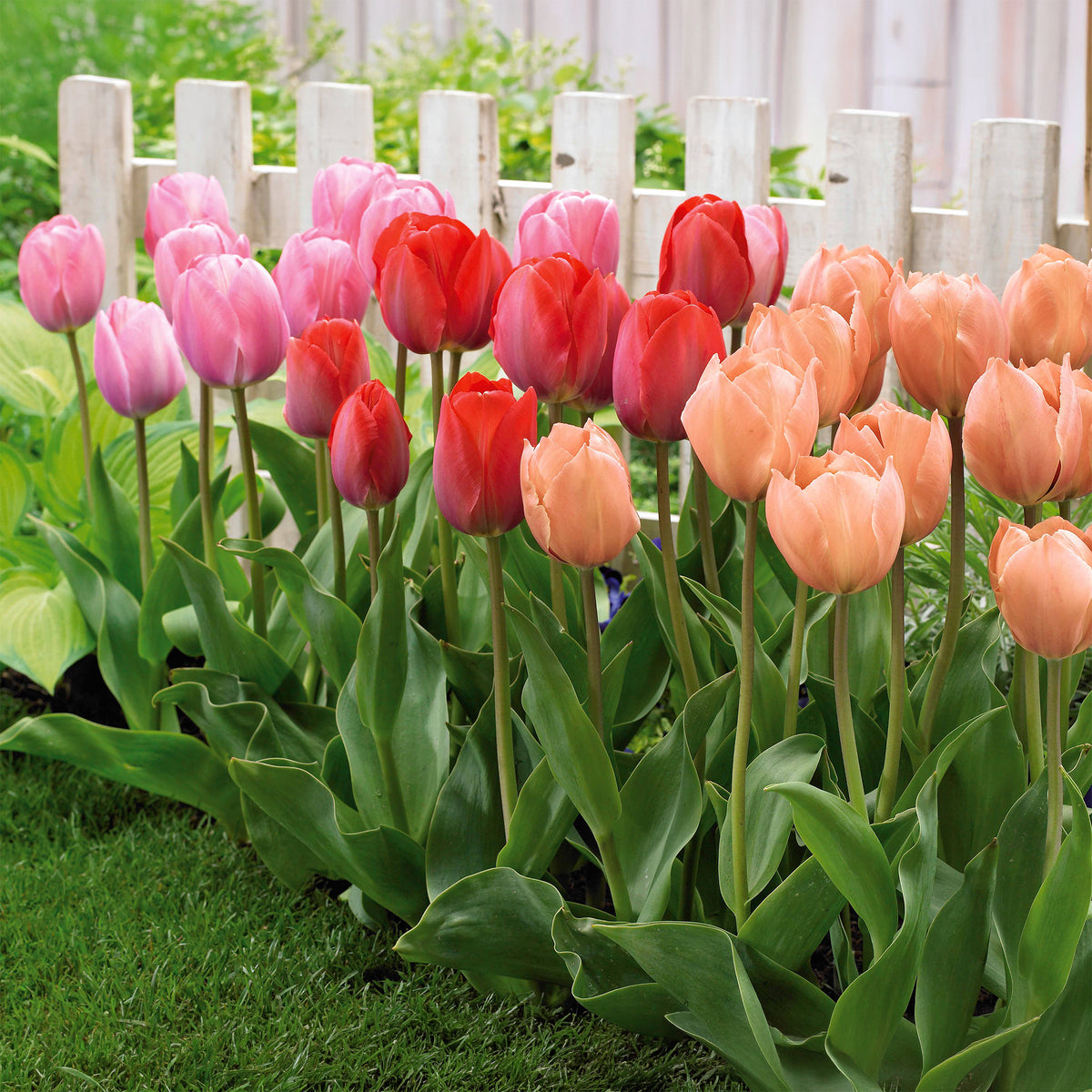 25 Tulipes Van Eijk en mélange