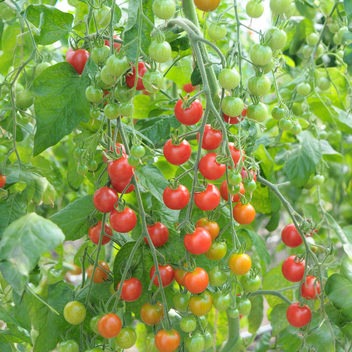 Plant Tomate Cerise Rouge Supersweet 100 - Solanum lycopersicum supersweet 100 - Bakker