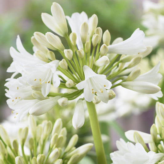 2 Agapanthes blanches - Bakker