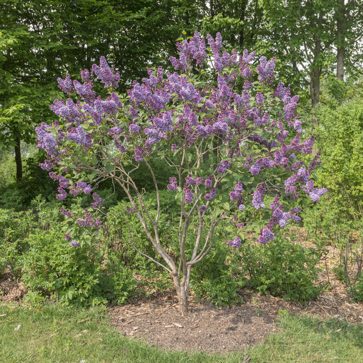 Lilas Sensation - Syringa vulgaris sensation - Bakker