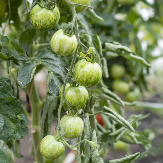Plant Tomate Green Zebra - Bakker