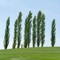 10 Peupliers noirs d'Italie - Populus nigra italica - Bakker