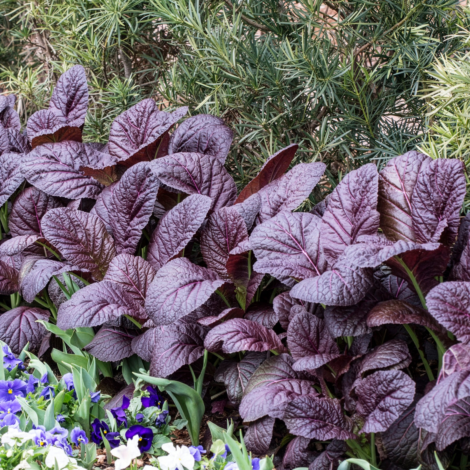 Moutarde rouge de Chine Red Giant Bio - Brassica juncea integrifolia red giant - Bakker