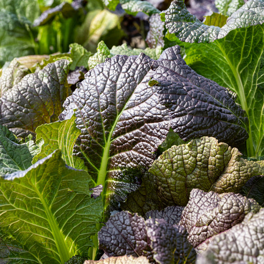 Moutarde rouge de Chine Red Giant Bio - Bakker