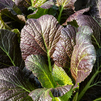 Brassica juncea integrifolia red giant - Moutarde rouge de Chine Red Giant Bio - Herbes biologiques
