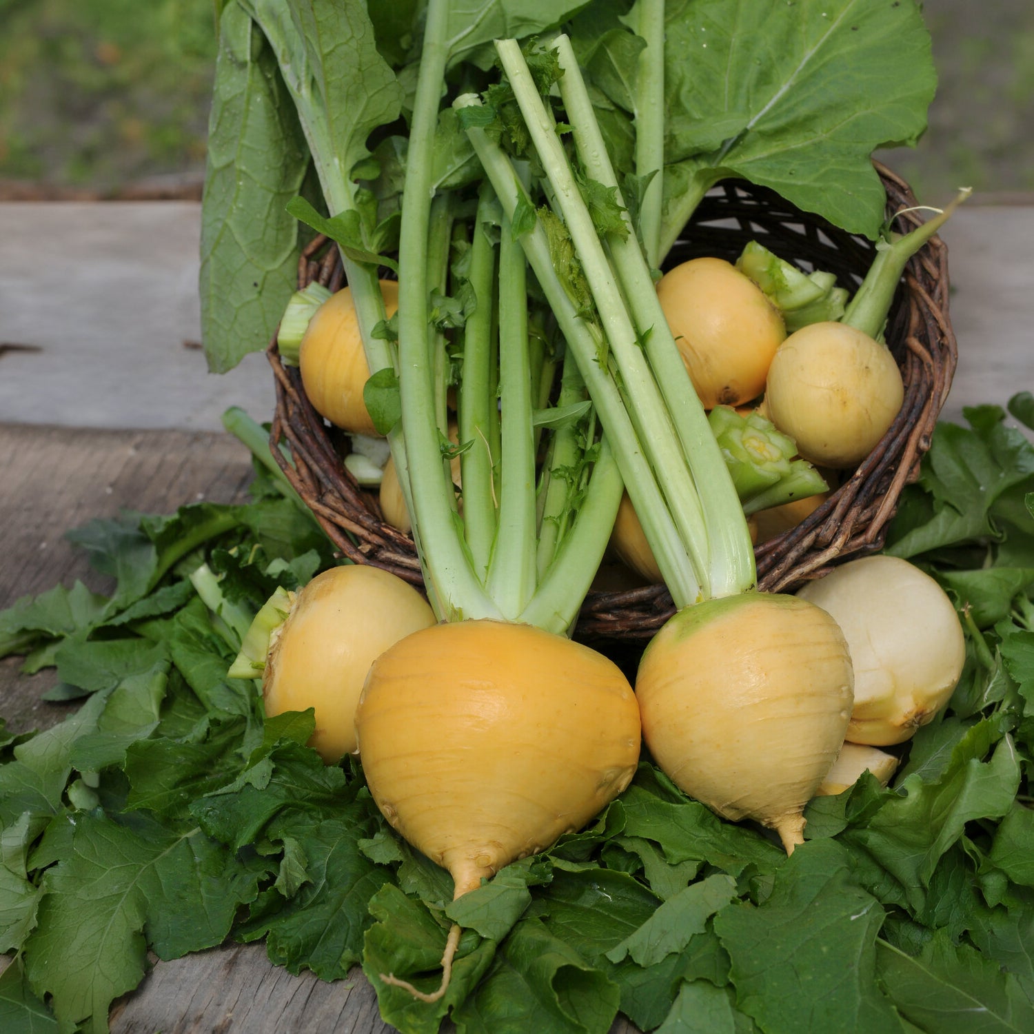 Chou navet Goldana Bio - Brassica rapa goldana - Bakker