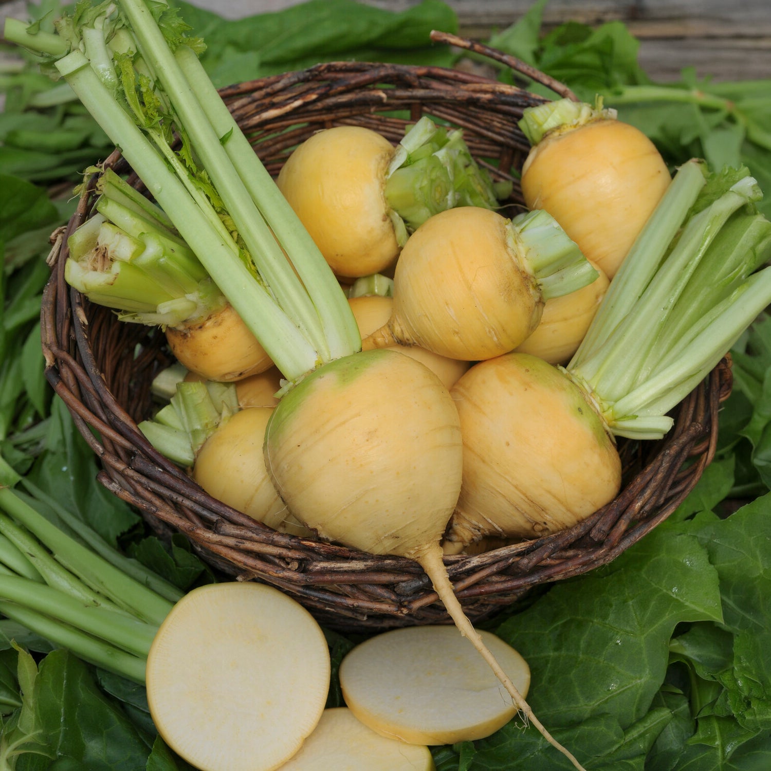 Chou navet Goldana Bio - Bakker