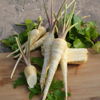 Panais demi-long Gladiator F1 - Pastinaca sativa demi-long gladiator f1 - Bakker