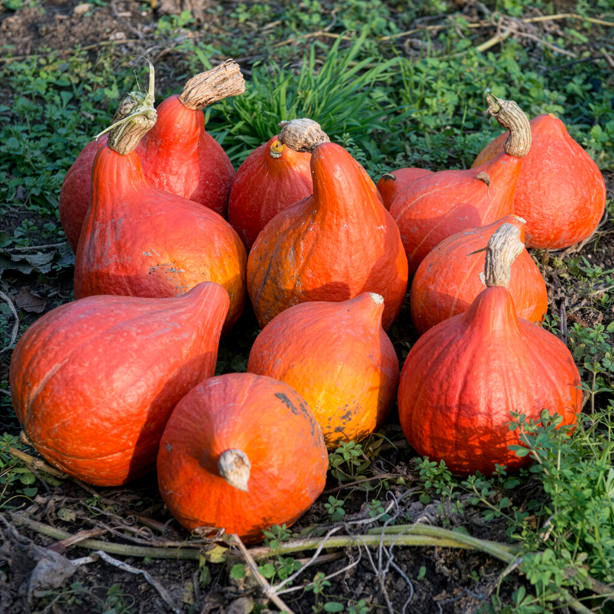 Potiron Uchiki Kuri Bio - Cucurbita maxima uchiki kuri - Bakker