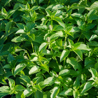 Basilic à l'odeur de citronnelle Mrs. Burns