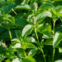 Basilic à l'odeur de citronnelle Mrs. Burns - Ocimum citridorum - Bakker