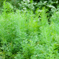 Anethum graveolens compatto - Aneth Bouquet Compatto - Graines d'aromatiques