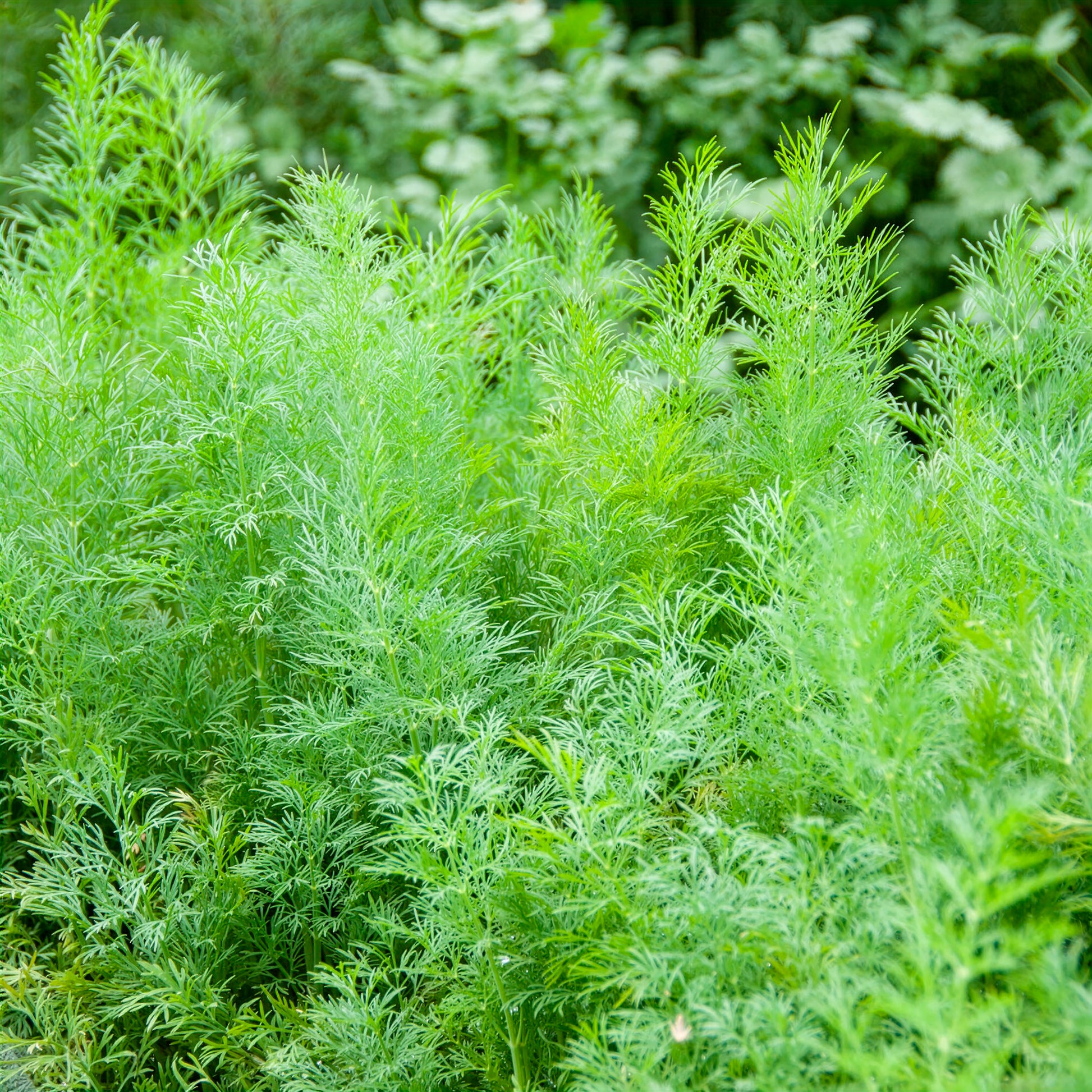 Anethum graveolens compatto - Aneth Bouquet Compatto - Graines d'aromatiques