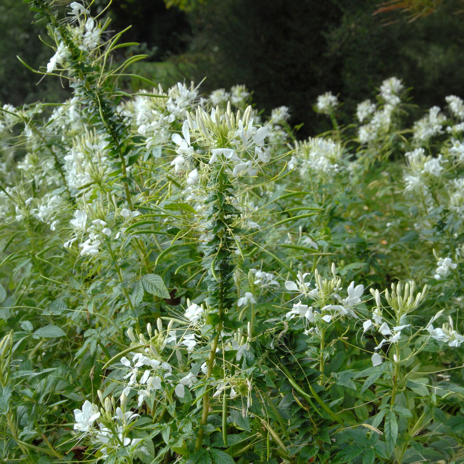 Cleome spinosa white queen - Cléome épineux White Queen - Cleome - Cléome