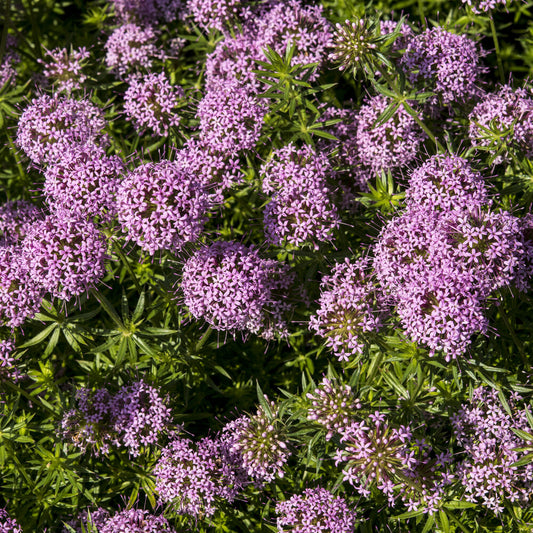 Crucianelle - Bakker