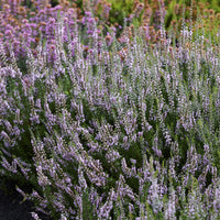 Bruyère d'été Spring Torch - Bakker