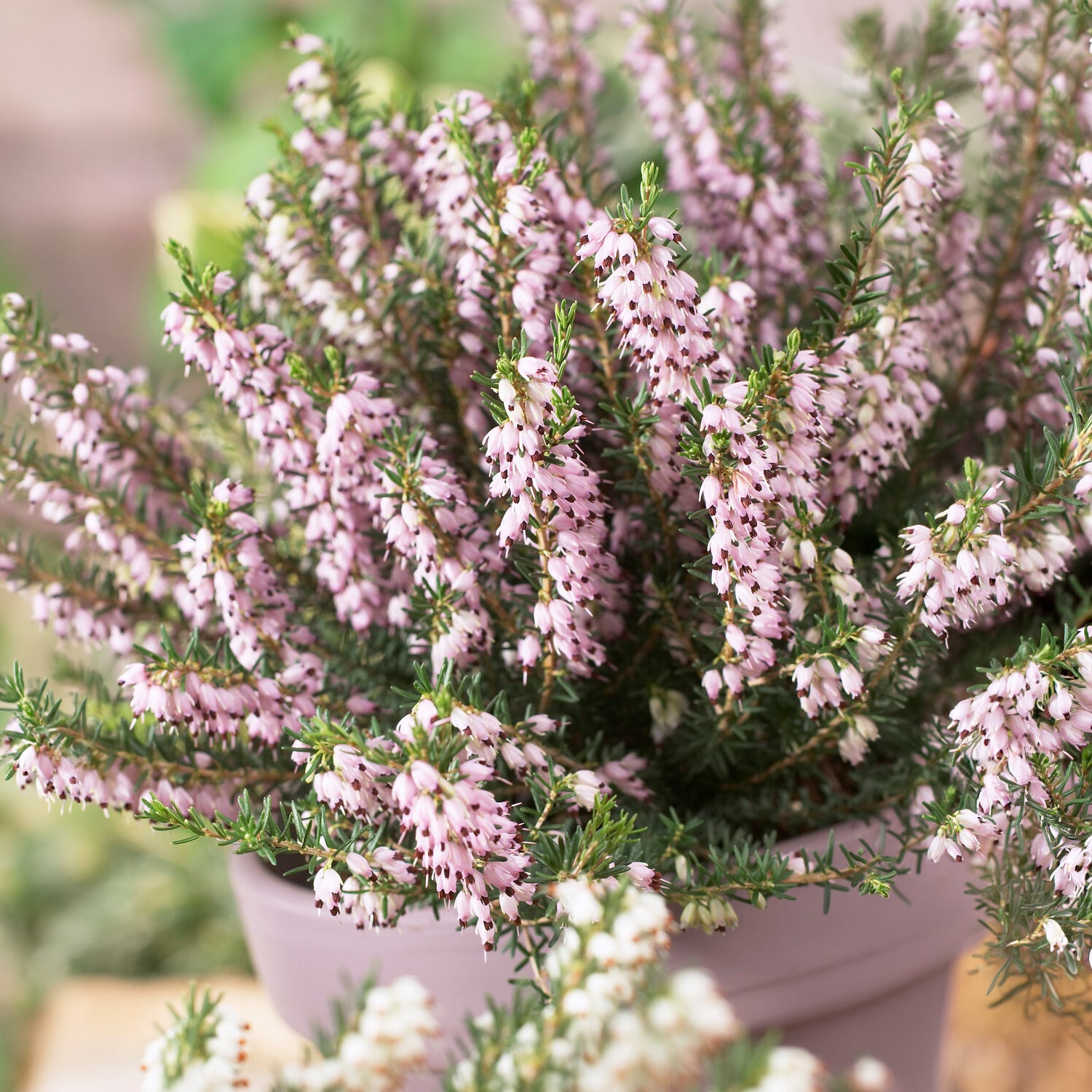 Erica darleyensis ghost hills - Bruyère d'hiver Ghost Hills - Vivaces fleuries
