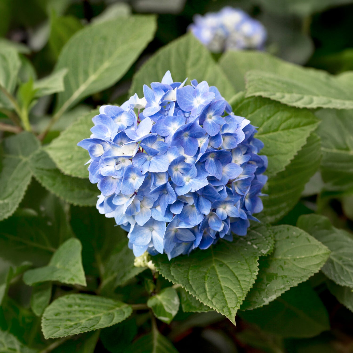 Hortensia So Long® Ebony Monmar - Hydrangea macrophylla so long ® ebony 'monmar' - Bakker