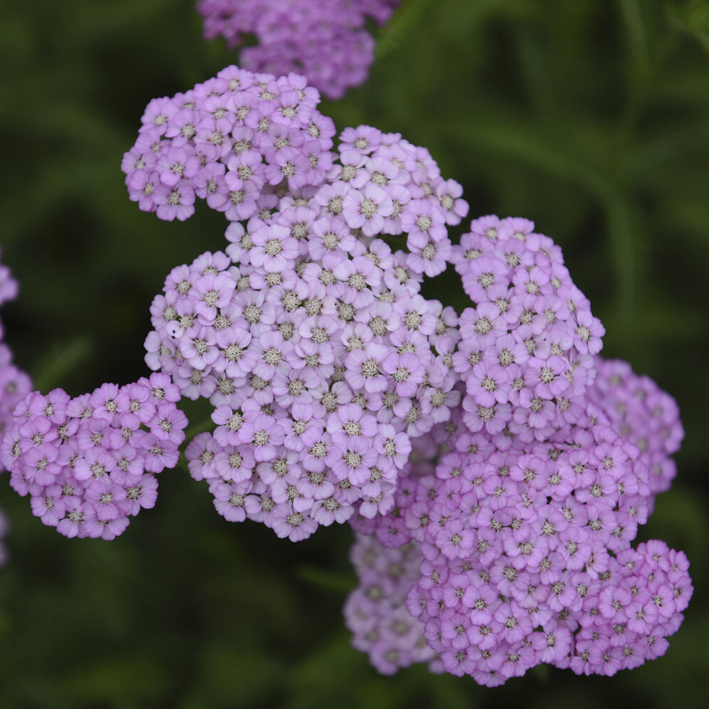 Achillée millefeuille Apfelblüte - Bakker